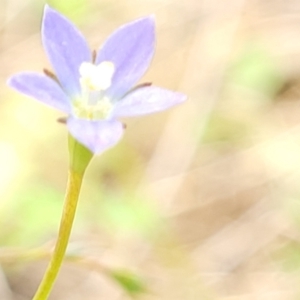 Wahlenbergia multicaulis at Bibbenluke Common - 9 Dec 2023