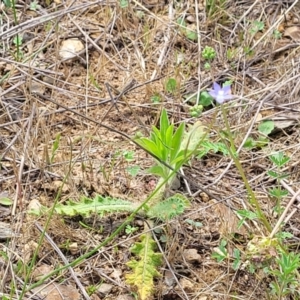 Wahlenbergia multicaulis at Bibbenluke Common - 9 Dec 2023