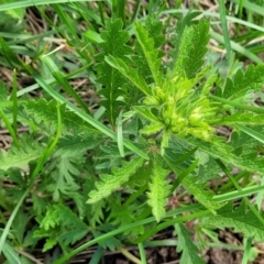 Potentilla recta (Sulphur Cinquefoil) at Bibbenluke Common - 8 Dec 2023 by trevorpreston