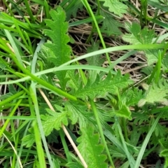 Potentilla recta at Bibbenluke Common - 9 Dec 2023 10:40 AM