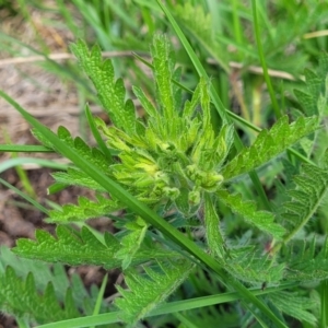 Potentilla recta at Bibbenluke Common - 9 Dec 2023 10:40 AM