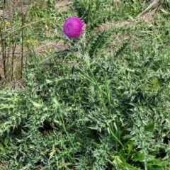 Carduus nutans (Nodding Thistle) at Bibbenluke Common - 9 Dec 2023 by trevorpreston