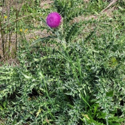 Carduus nutans (Nodding Thistle) at Bibbenluke Common - 8 Dec 2023 by trevorpreston