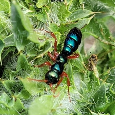 Diamma bicolor (Blue ant, Bluebottle ant) at Bibbenluke, NSW - 8 Dec 2023 by trevorpreston