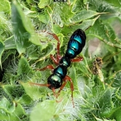 Diamma bicolor (Blue ant, Bluebottle ant) at Bibbenluke Common - 8 Dec 2023 by trevorpreston