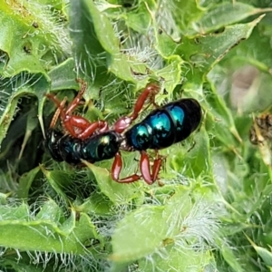 Diamma bicolor at Bibbenluke Common - 9 Dec 2023