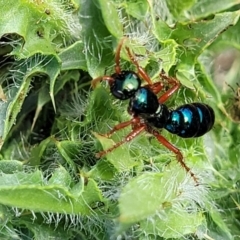 Diamma bicolor at Bibbenluke Common - 9 Dec 2023