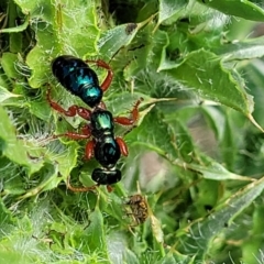 Diamma bicolor at Bibbenluke Common - 9 Dec 2023