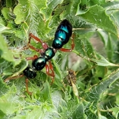 Diamma bicolor at Bibbenluke Common - 9 Dec 2023