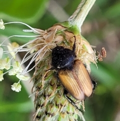 Phyllotocus rufipennis (Nectar scarab) at Bibbenluke Common - 9 Dec 2023 by trevorpreston