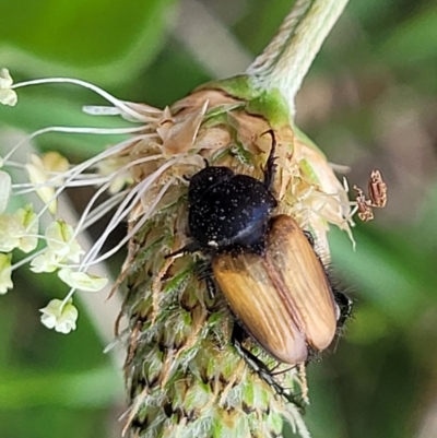 Phyllotocus rufipennis (Nectar scarab) at Bibbenluke Common - 8 Dec 2023 by trevorpreston