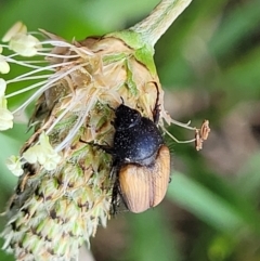 Phyllotocus rufipennis at Bibbenluke Common - 9 Dec 2023