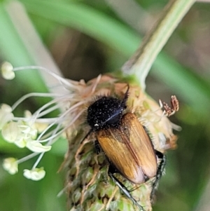 Phyllotocus rufipennis at Bibbenluke Common - 9 Dec 2023