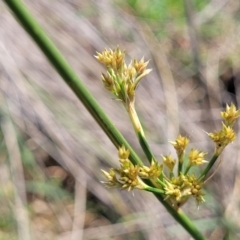 Juncus sp. (A Rush) at Bibbenluke, NSW - 8 Dec 2023 by trevorpreston