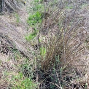 Juncus sp. at Bibbenluke Common - 9 Dec 2023 10:35 AM