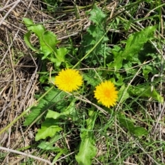 Taraxacum sect. Taraxacum (Dandelion) at Bibbenluke Common - 8 Dec 2023 by trevorpreston