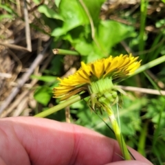 Taraxacum sect. Taraxacum at Bibbenluke Common - 9 Dec 2023