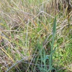 Tragopogon dubius (Goatsbeard) at Bibbenluke Common - 8 Dec 2023 by trevorpreston