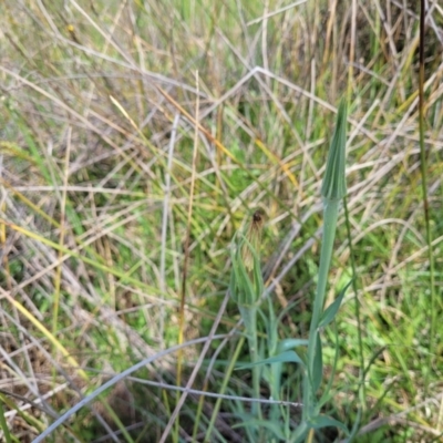 Tragopogon dubius (Goatsbeard) at Bibbenluke Common - 9 Dec 2023 by trevorpreston