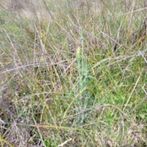 Tragopogon dubius at Bibbenluke Common - 9 Dec 2023 10:33 AM