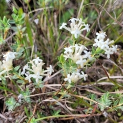 Pimelea linifolia subsp. caesia (Slender Rice Flower) at Bibbenluke, NSW - 8 Dec 2023 by trevorpreston