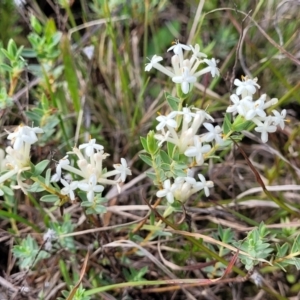 Pimelea linifolia subsp. caesia at Bibbenluke Common - 9 Dec 2023 10:31 AM