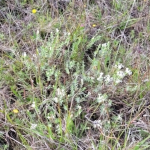 Pimelea linifolia subsp. caesia at Bibbenluke Common - 9 Dec 2023 10:31 AM