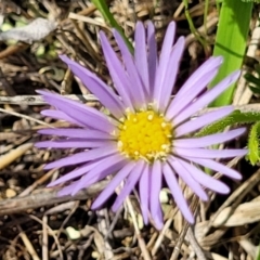 Calotis glandulosa (Mauve Burr-daisy) at Bibbenluke, NSW - 8 Dec 2023 by trevorpreston