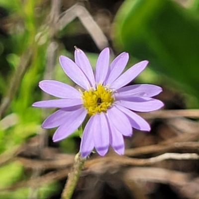 Vittadinia muelleri (Narrow-leafed New Holland Daisy) at Bibbenluke Common - 8 Dec 2023 by trevorpreston