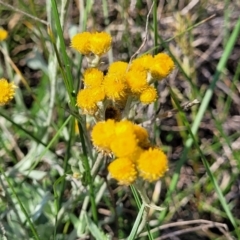 Chrysocephalum apiculatum (Common Everlasting) at Bibbenluke Common - 9 Dec 2023 by trevorpreston