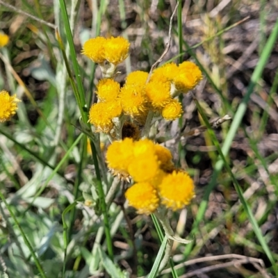 Chrysocephalum apiculatum (Common Everlasting) at Bibbenluke Common - 8 Dec 2023 by trevorpreston