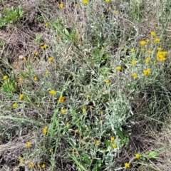 Chrysocephalum apiculatum at Bibbenluke Common - 9 Dec 2023 10:19 AM