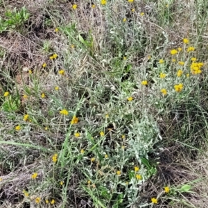 Chrysocephalum apiculatum at Bibbenluke Common - 9 Dec 2023