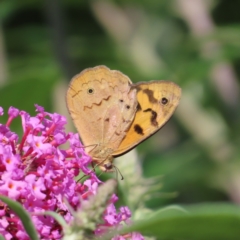 Heteronympha merope (Common Brown Butterfly) at QPRC LGA - 8 Dec 2023 by MatthewFrawley