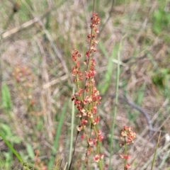 Rumex acetosella (Sheep Sorrel) at Bibbenluke Common - 9 Dec 2023 by trevorpreston