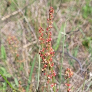 Rumex acetosella at Bibbenluke Common - 9 Dec 2023