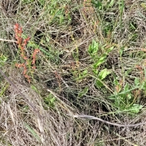 Rumex acetosella at Bibbenluke Common - 9 Dec 2023