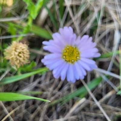 Calotis glandulosa (Mauve Burr-daisy) at Bibbenluke Common - 8 Dec 2023 by trevorpreston
