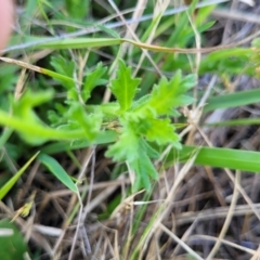 Calotis glandulosa at Bibbenluke Common - 9 Dec 2023