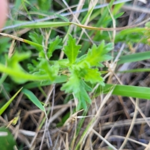 Calotis glandulosa at Bibbenluke Common - 9 Dec 2023 10:18 AM