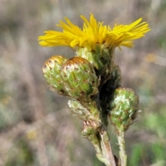 Podolepis hieracioides at Bibbenluke Common - 9 Dec 2023 10:17 AM