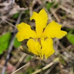 Goodenia paradoxa (Spur Goodenia) at Bibbenluke Common - 9 Dec 2023 by trevorpreston
