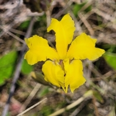 Velleia paradoxa (Spur Velleia) at Bibbenluke Common - 8 Dec 2023 by trevorpreston