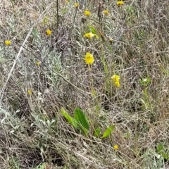 Goodenia paradoxa at Bibbenluke Common - 9 Dec 2023