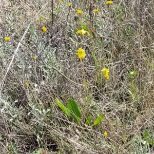 Goodenia paradoxa at Bibbenluke Common - 9 Dec 2023 10:17 AM