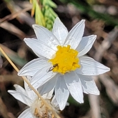 Rhodanthe anthemoides (Chamomile Sunray) at Bibbenluke Common - 9 Dec 2023 by trevorpreston