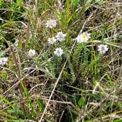 Rhodanthe anthemoides at Bibbenluke Common - 9 Dec 2023 10:15 AM