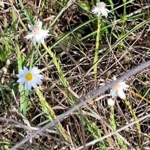 Rhodanthe anthemoides at Bibbenluke Common - 9 Dec 2023 10:15 AM