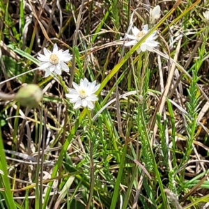 Rhodanthe anthemoides at Bibbenluke Common - 9 Dec 2023 10:15 AM