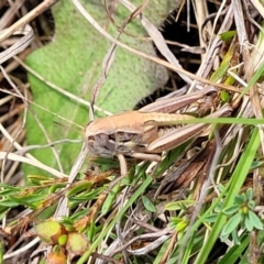 Praxibulus sp. (genus) (A grasshopper) at Bibbenluke Common - 8 Dec 2023 by trevorpreston